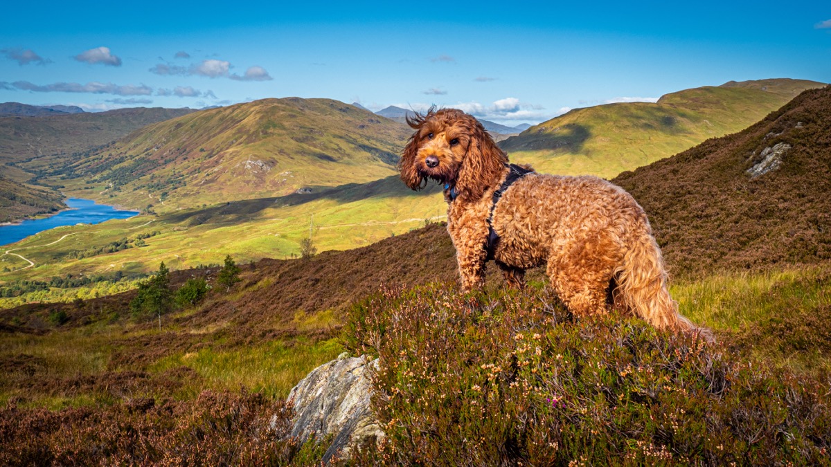 Dog walking in Glen Finglas, Trossachs National Park